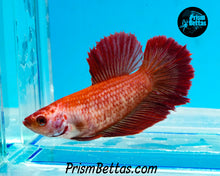 Load image into Gallery viewer, Red Halfmoon Female