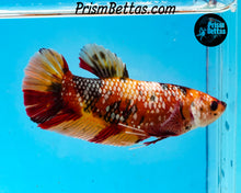 Load image into Gallery viewer, Copper Candy Koi Giant Halfmoon Plakat Female