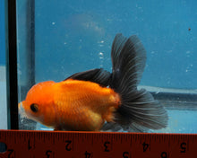 Load image into Gallery viewer, Apache Monster Oranda (3.5 inches). Imported from Thailand