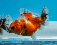 Load image into Gallery viewer, Calico Godzilla Oranda (2.5-3.5 inches) Imported from Thailand