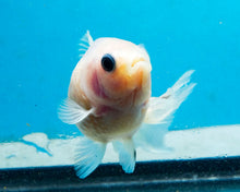 Load image into Gallery viewer, White Pearlscale (2-2.75 inches) 2/$35