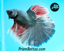 Load image into Gallery viewer, Copper Marble Halfmoon Male