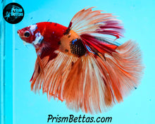 Load image into Gallery viewer, Candy Koi Halfmoon Male