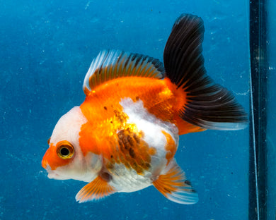 Tricolor Monster Oranda (3.25 inches). Imported from Thailand