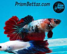 Load image into Gallery viewer, Marble Rosetail Halfmoon Female