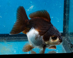 Panda Monster Oranda Male (3 inches). Imported from Thailand