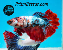 Load image into Gallery viewer, Marble Rosetail Halfmoon Female