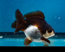 Load image into Gallery viewer, Panda Monster Oranda Male (3 inches). Imported from Thailand