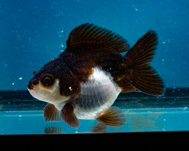 Panda Monster Oranda Male (3 inches). Imported from Thailand