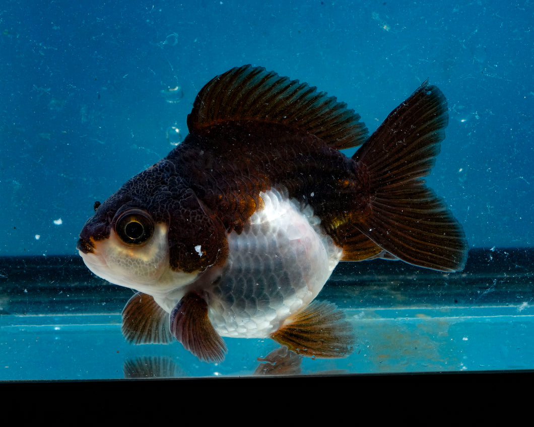 Panda Monster Oranda Male (3 inches). Imported from Thailand