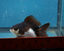 Load image into Gallery viewer, Panda Monster Oranda Male (3 inches). Imported from Thailand