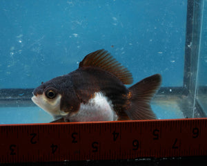 Panda Monster Oranda Male (3 inches). Imported from Thailand