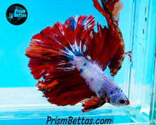 Load image into Gallery viewer, Rainbow Marble Halfmoon Male