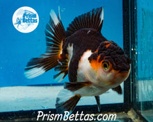 Load image into Gallery viewer, Tricolor Oranda Goldfish Premium Grade ~2-2.5 inches (body only) (Copy)