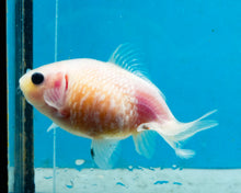 Load image into Gallery viewer, White Pearlscale (2-2.75 inches) 2/$35