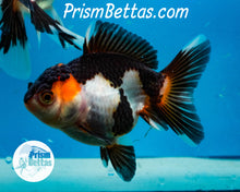 Load image into Gallery viewer, Tricolor Oranda Goldfish Premium Grade ~2-2.5 inches (body only) (Copy)