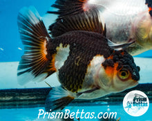 Load image into Gallery viewer, Tricolor Oranda Goldfish Premium Grade ~2-2.5 inches (body only) (Copy)