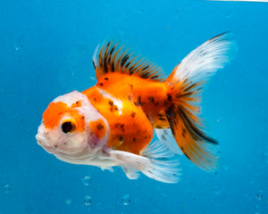 Calico Oranda Goldfish (3.5-4.25 inches)