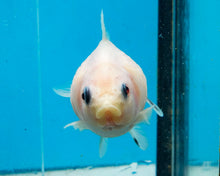 Load image into Gallery viewer, White Pearlscale (2-2.75 inches) 2/$35