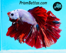 Load image into Gallery viewer, Rainbow Marble Halfmoon Male