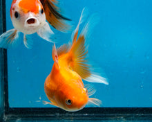 Load image into Gallery viewer, Orange Pearlscale Goldfish (3.5-4.25 inches)