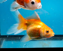 Load image into Gallery viewer, Orange Pearlscale Goldfish (3.5-4.25 inches)