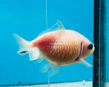 Load image into Gallery viewer, White Pearlscale (2-2.75 inches) 2/$35