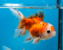 Load image into Gallery viewer, Calico Oranda Goldfish (3.5-4.25 inches)