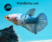 Load image into Gallery viewer, Marble Halfmoon Female