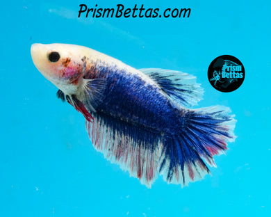 Grizzle Halfmoon Female