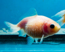 Load image into Gallery viewer, White Pearlscale (2-2.75 inches) 2/$35