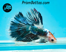 Load image into Gallery viewer, Marble Halfmoon Male