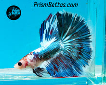 Load image into Gallery viewer, Marble Halfmoon Male