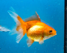 Load image into Gallery viewer, Orange Pearlscale Goldfish (3.5-4.25 inches)