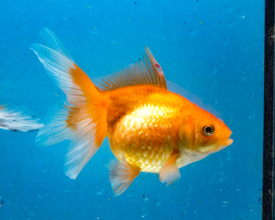 Orange Pearlscale Goldfish (3.5-4.25 inches)