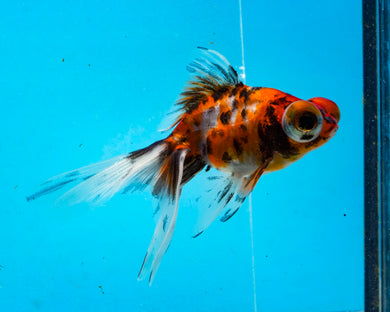 Calico Telescope (2.75-3.5 inches) 2/$35