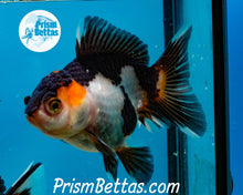 Load image into Gallery viewer, Tricolor Oranda Goldfish Premium Grade ~2-2.5 inches (body only) (Copy)