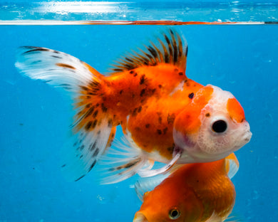 Calico Oranda Goldfish (3.5-4.25 inches)