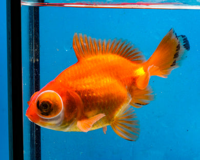 Orange Telescope Fantail Goldfish (3.5-4.25 inches)