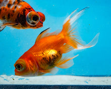 Load image into Gallery viewer, OrangeTelescope (2.75-3.5 inches) 2/$35