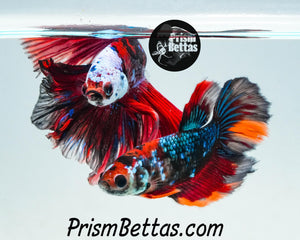 Marble Halfmoon Female Buy 4 Get 1 Free