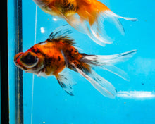 Load image into Gallery viewer, Calico Telescope (2.75-3.5 inches) 2/$35