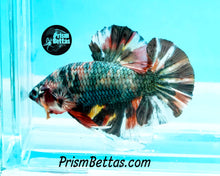 Load image into Gallery viewer, Copper Marble Halfmoon Plakat Male