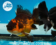 Load image into Gallery viewer, Apache Oranda Goldfish Premium Grade ~2-2.5 inches (body only)