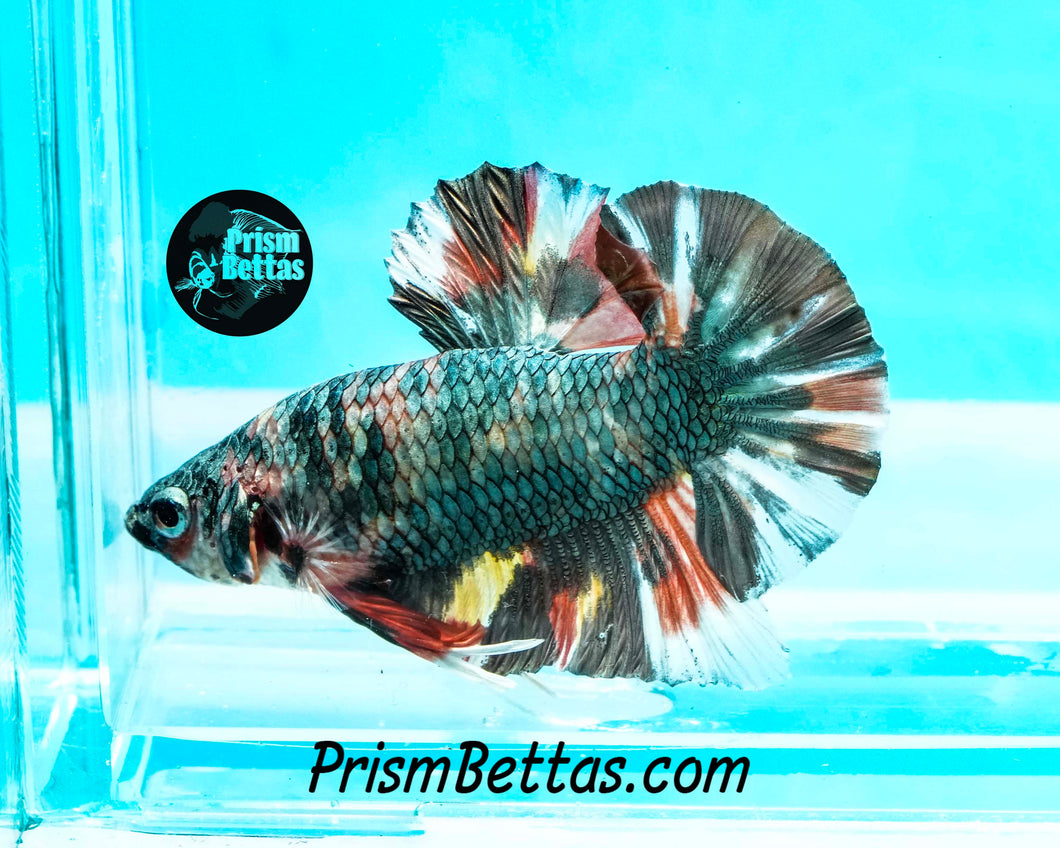 Copper Marble Halfmoon Plakat Male