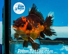 Load image into Gallery viewer, Apache Oranda Goldfish Premium Grade ~2-2.5 inches (body only)