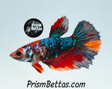 Load image into Gallery viewer, Marble Halfmoon Female Buy 4 Get 1 Free