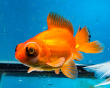 Load image into Gallery viewer, Orange Telescope Fantail Goldfish (3.5-4.25 inches)