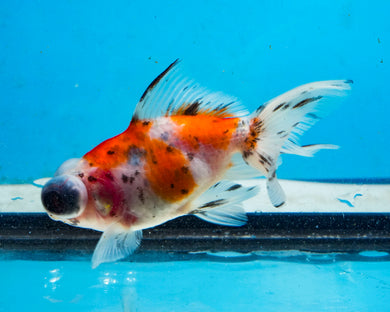 Calico Telescope (2.75-3.5 inches) 2/$35