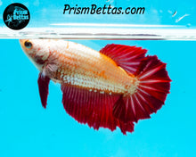 Load image into Gallery viewer, Red Dragon Halfmoon Female